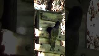 European Starling Feeding its Chicks in the Nest shorts [upl. by Tiedeman536]