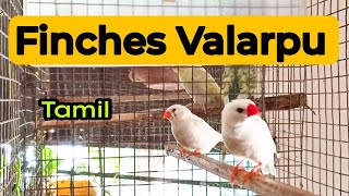 Finches breeding in tamil  cage making  200 rupees finches  low price birds and caring [upl. by Setiram]