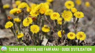 Tussilage Tussilago farfara  guide dutilisation et précautions [upl. by Aitropal]