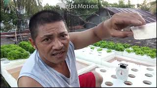 Mixing Solution Masterblend tomato formula for Hydroponics Lettuce [upl. by Steiner568]