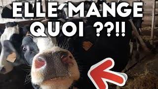 UNE VACHE MANGE QUOI EN FRANCE [upl. by Ambrosius]