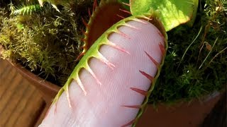 Venus Flytrap grabs pinkie finger [upl. by Mosley]