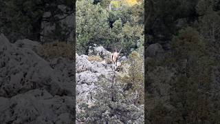 Bezoar ibex turkey trendingshorts wildlife animals reels youtubeshorts foryou viralshorts [upl. by Morse]