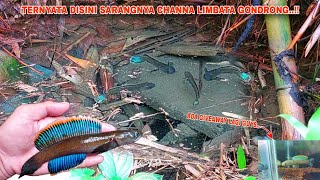 CEPAT CARI CHANNA LIMBATA DI TEMPAT SEPERTI INI PASTI BANYAK  Ikan Channa Limbtata Gondrong [upl. by Alyal283]