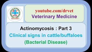 Actinomycosis Part 3  Clinical signs in cattle [upl. by Manny]