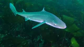 Spiny dogfish shark pigghå scuba diving in Jæren Norway 4K [upl. by Gibe]