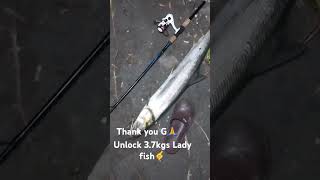 37kgs Ladyfish landed using 8grms minnow pinksilver [upl. by Yelahc]