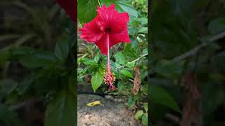 Hibiscus flower  Monadelphous Stamen [upl. by Bohi316]