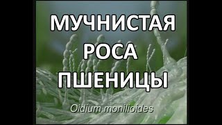 Настоящая мучнистая роса пшеницы Erysiphe graminis f sp tritici [upl. by Atelahs]