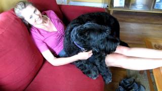 Baron The Giant Schnauzer is a Big Baby [upl. by Atined]