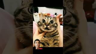 How many cats do shorts catt cat funny shorts pets [upl. by Sion]