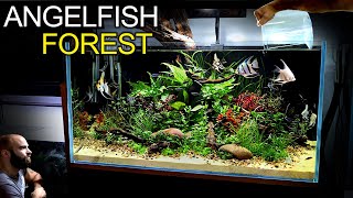 Building a STUNNING 3ft Aquarium for Angelfish amp Emperor Tetras [upl. by Eedebez137]