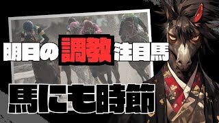 【馬にも時節】東京11R 富士ステークス セリフォスが坂路追い切りをする時の共通点が面白い＋人気薄想定４頭の熱い馬【明日の調教注目馬】 [upl. by Marjory]