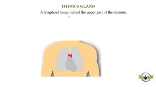 Thymus Gland [upl. by Angelita]