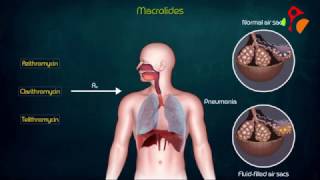 Macrolides Antibiotics Animated presentation Mechanism of action  Kinetics  Resistance  USMLE [upl. by Victoir]