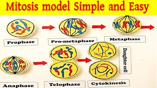 Mitosis cell division model  মাইটোসিস কোষ বিভাজন মডেল  Shaharul Sir [upl. by Wager702]