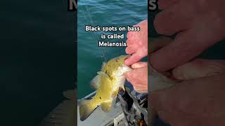 Black spots on bass is called melanosis fishing melanosis [upl. by Urana]