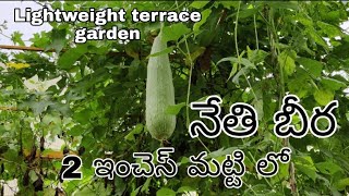 Lightweight terrace garden 2 inches lo Nethi beera [upl. by Carlton]