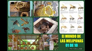 Como es la MELIPONICULTURA y que son las Meliponas 🎥 CAP N1 👉 Opotunidad para paises calidos 🐝🐝 [upl. by Puff]