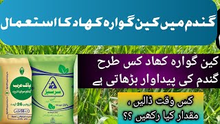 Calcium Ammonium Nitrate use in Wheat Crop CAN Gawara fertilizer use in wheat AGRICULTURE PAKISTAN [upl. by Aihsile]