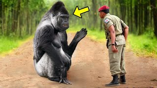 Gorilla Begs Soldier For Help But The Reason Surprises Everyone [upl. by Limbert75]