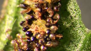 A grouping of fern sporangia hurling spores video 2 [upl. by Alaster]