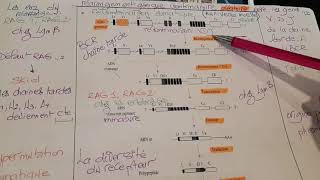 Immunologie polymorphisme la recombinaison somatique au niveau de la moelle osseuse [upl. by Merc]