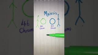 Meiosis explained in less than 2 minutes 🧬 LetsTakeACellfie [upl. by Omero]