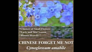 CHINESE FORGET ME NOT Cynoglossum amabile FLOWER SEEDS on wwwMySeedsCo [upl. by Ttenneb]