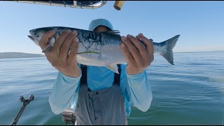 Fishing for Salmon at Puget Sound  Seattle Diaries [upl. by Woodhouse]