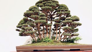 Forest Bonsai inspiration [upl. by Spense]