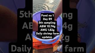 Pond no 1  5th sampling  day 89  daily shrimp farm updates aquaculture [upl. by Nairred]