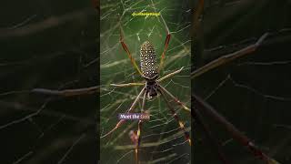 Golden Silk Orb Weaver Natures Master Weaver  Incredible Spider Facts wildlife [upl. by Nels]