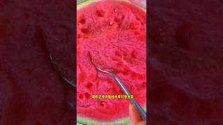 Episode 86  You have to eat this sandy watermelon yourselfPlanting the seedlings are read [upl. by Gaal]