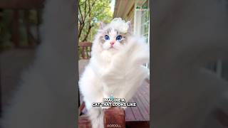 Ragdoll Cats  A Walking Cloud On Land😍 [upl. by Akim]