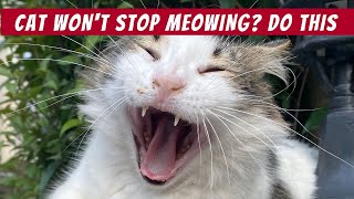 10 Surprising Reasons Why Your Cat Wont Stop Meowing [upl. by Dijam]