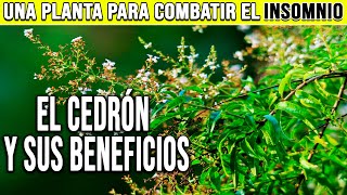 EL CEDRÓN O HIERBALUISA Y SUS BENEFICIOS  PLANTAS MEDICINALES [upl. by Bernardina]