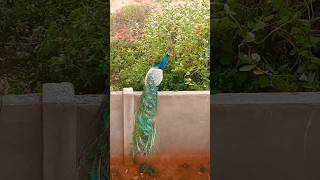 Beautiful Peacock 🦚 with long tail feathers peacock [upl. by Tonye]