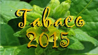 TABACO 2015 quotMAPACHOquot20 VECES MÁS NICOTINA  Huerto Urbano Villarreal [upl. by Dranreb401]