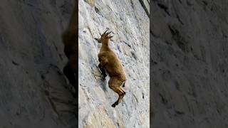 IBEX Nature’s GravityDefying Animal [upl. by Enimzzaj294]