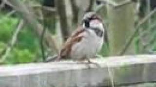 House Sparrow Song [upl. by Gabriello]