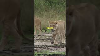 TIgre Vs lion Qui est vraiment le roi de la forêt lion animaux wildlife animals [upl. by Aneehsor]