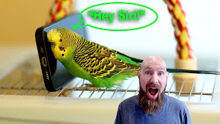 Talking budgie says quotHey Siriquot and activates Siri on the iPhone [upl. by Trembly]