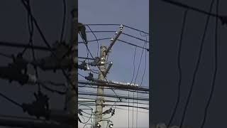 Chimp Jumps On Power Lines [upl. by Nawram]