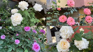 Part1 Very Best of Spring Blooms of Beautiful and Fragrant Roses [upl. by Rorrys277]