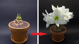 Growing Christmas Amaryllis Time Lapse  Bulb to Flower in 26 Days [upl. by Goodden65]