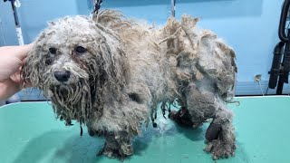 This Dog Wasnt Groomed For Years WORST CASE EVER [upl. by Serena]