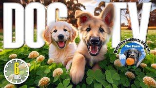 Dog TV for Dogs to Watch 🐶 Entertainment for Dogs 🎵 Relaxing Dog Music amp Anti Anxiety Dog Home Alone [upl. by Nikolai]