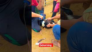 Disbudding dehorning calves shortvideo viral shorts [upl. by Netsrejk336]