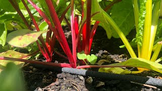 Thinning Beets and Swiss Chard [upl. by Doelling]